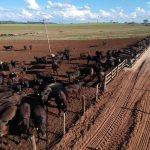 u.s.-builds-$750m-fly-factory-to-shield-cattle-industry