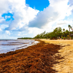 mexico-turns-sargassum-crisis-into-energy-opportunity
