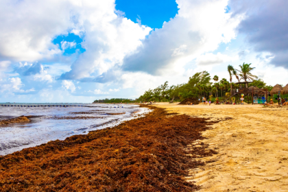 mexico-turns-sargassum-crisis-into-energy-opportunity