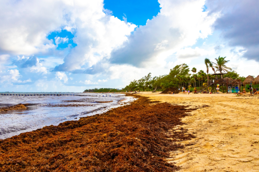 mexico-turns-sargassum-crisis-into-energy-opportunity